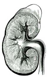 KIDNEY.