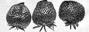 New varieties of strawberries originated at the Minnesota
State Fruit-Breeding Farm.