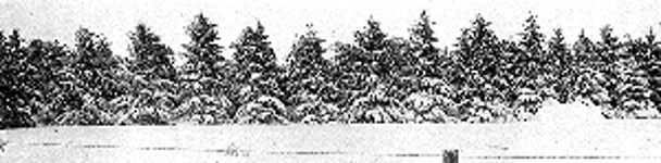 Thrifty windbreak of Norway spruce at Mr. Earl Ferris'
place, in Hampton, Ia.