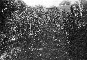 A Surprise plum tree growing on the place of Prof. A. G.
Ruggles. It bore in 1914 four bushels, having been well sprayed with
arsenate of lead and bordeaux mixture.