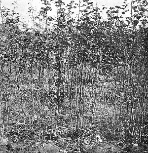 The new and valuable hardy raspberry No. 4, growing at
State Fruit-Breeding Farm.