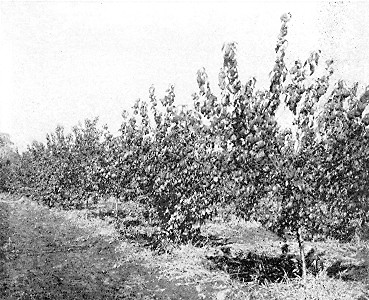 Hybrid plum No. 21—at Minnesota State Fruit-Breeding
Farm.
