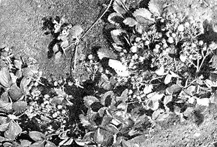 A typical everbearing strawberry plant as it appears in
September.