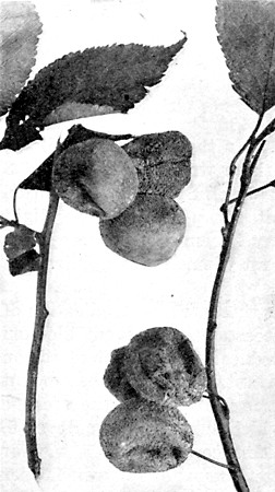 Brown rot of plums showing the small, grayish brown tufts
of spores. Can be controlled by destroying mummies and thorough
spraying.