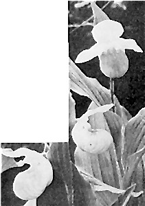 The Lady Slipper—Minnesota State Flower. Somewhat under
size.