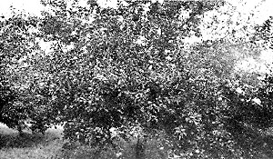 Wolf River apple tree twelve years old, bearing eighteen
bushels, in H. G. Street's orchard.
