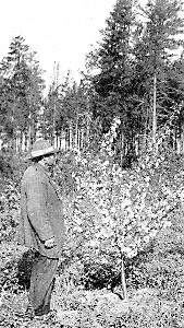 Mr. James Arrowood alongside a seedling of the
Transcendent in early bloom.