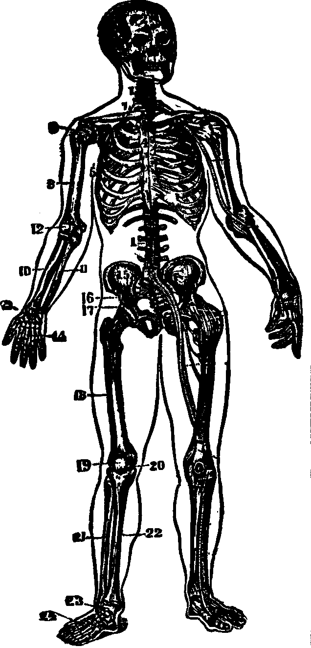 Illustration:
Fig. 16.