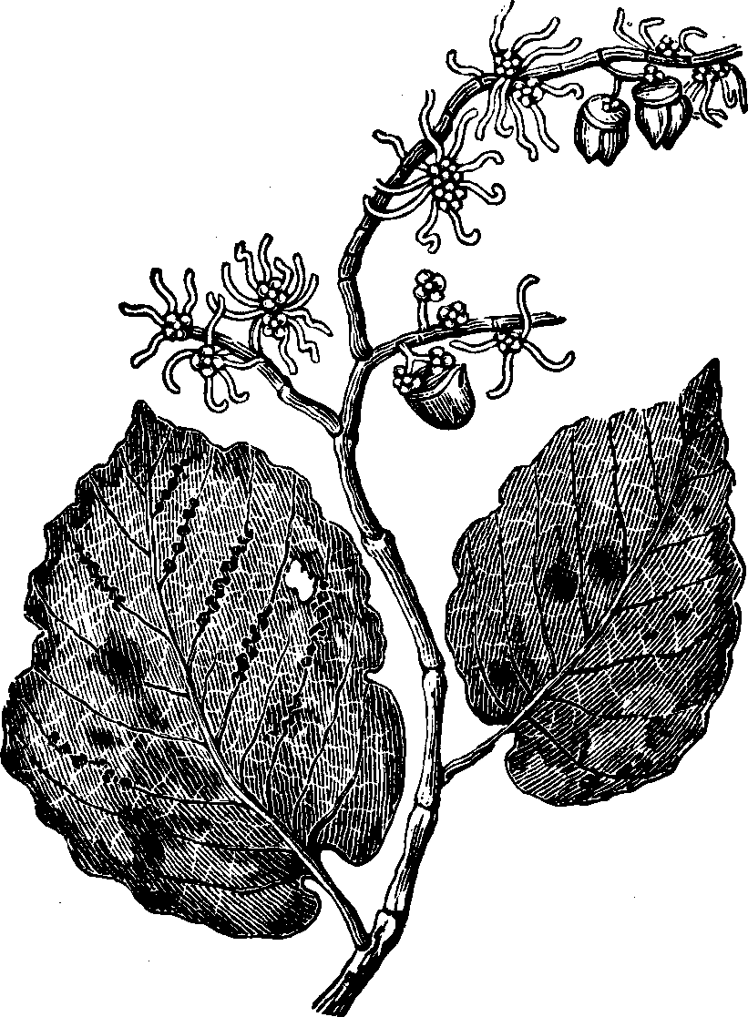 Illustration:
Fig. 121. Witch-hazel. 