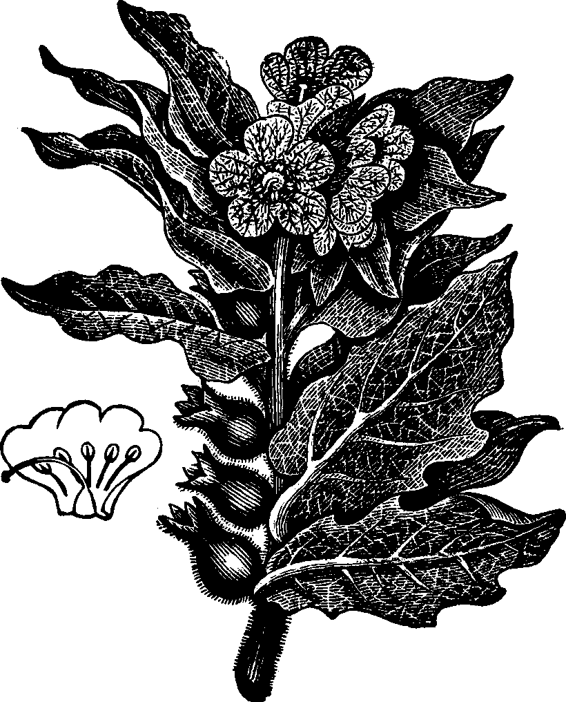 Illustration:
Fig. 134. Henbane.