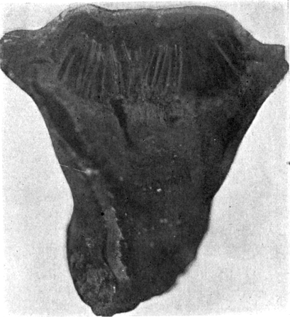 Fig. 833. Section after dispersion of spores.