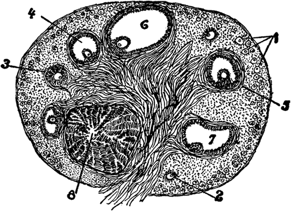 Section of Ovary.