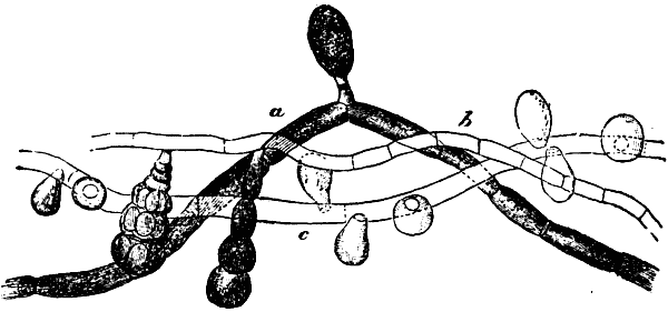 Fig. 2.—GROUP OF PYRENOMYCETES, A SPECIES OF
FUNGI FREQUENT IN THE WATERS OF MINES.