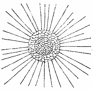 Fig. 6.—THE SUN INFUSORIUM
(ACTINOPHRYS).