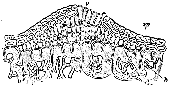 Fig. 33.—Vertical section through a very young Æcidium of Peridermium
Pini (var. acicola)