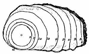 Fig. 34.—Section across an old pine stem in the cancerous region injured
by Peridermium Pini (var. corticola).
