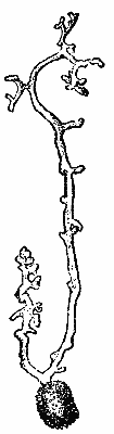 Fig. 35. A spore of Peridermium Pini germinating. It puts forth the long,
branched germinal hyphæ
