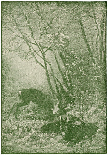 Three deer in woodland