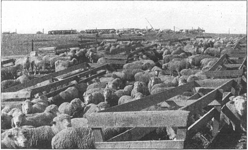 Sheep ready for shipment at Caldwell, Idaho.