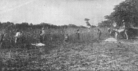 An Indian cotton field.