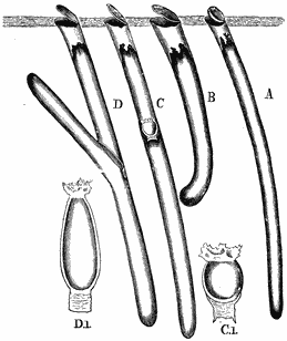 Sideview of tubular burrows as described in the text.