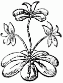 decoration