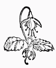decoration