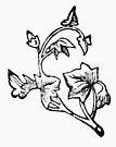 decoration