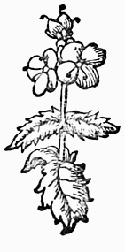 decoration