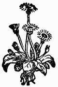 decoration