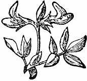 decoration