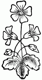 decoration