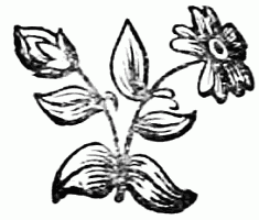 decoration