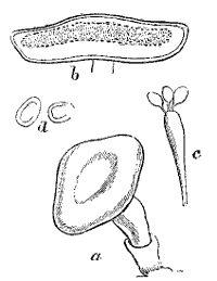 Fig. 14.