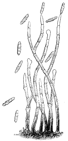 Fig. 25.