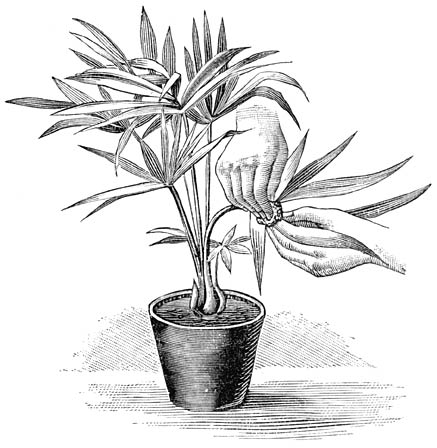 Fig. 52. Het wasschen van een Palm.