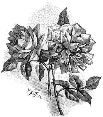 Fig. 86. Noisetroos “Mme Pierre Cochet”.