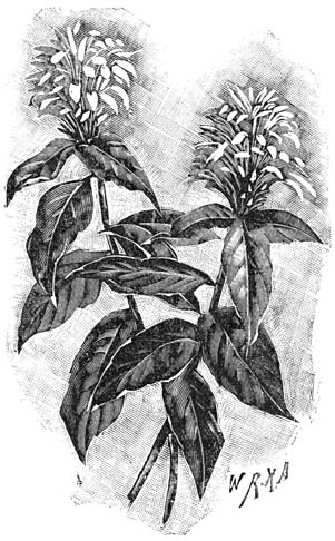 Fig. 93. Justicia coccinea.