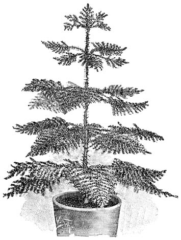 Fig. 242. Araucaria excelsa.