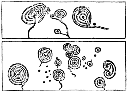 Cup-and-ring Markings from Scotland