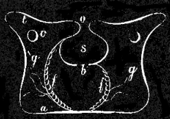 Fig. 6. Vertical section of an Actinia, showing a primary(g) and a secondary partition of g'; o mouth, t tentacles, s stomach, f f reproductive organs, b main cavity, c openings in partitions, a lower floor, or foot.