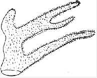 Fig. 24. Branch of Millepora alcicornis; natural size. (Agassiz.)