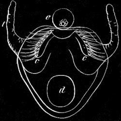 Fig. 34. Young Pleurobrachia still in the egg; t tentacle, e eye-speck, c c rows of locomotive flappers, d digestive cavity; greatly magnified.