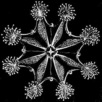 Fig. 55.
Lucernaria seen from the mouth side.