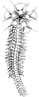 Fig. 149. One arm of Fig. 148; from the mouth side.