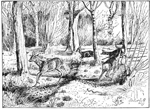 FIGURE-OF-EIGHT RING IN CAWDOR FOREST. BY J. G. MILLAIS.

FROM HIS 'BRITISH DEER AND THEIR HORNS.'

BY LEAVE OF MESSRS. SOTHERAN.