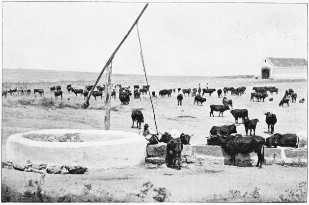 Plate VII.

WATERING THE CATTLE—SUMMER TIME.

Page 35.