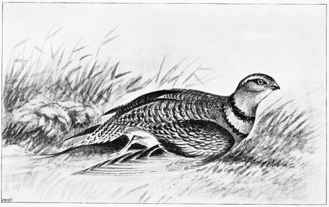 Plate XV.

PINTAILED SAND-GROUSE: FEMALE. (Pterocles alchata.)

Page 85.