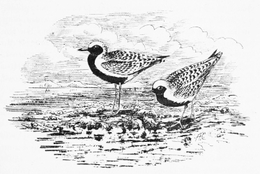 GREY PLOVERS—SUMMER-PLUMAGE.