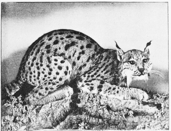 SPANISH LYNX.